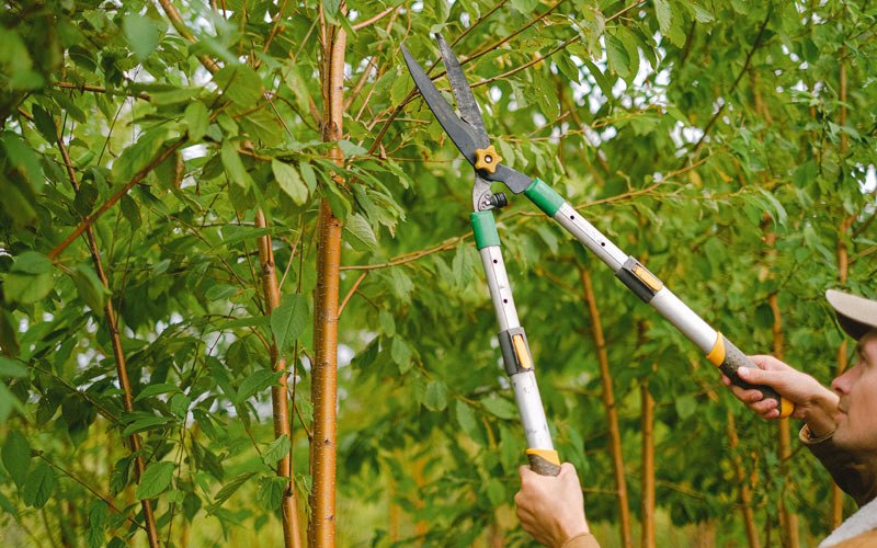 Tree trimming in Benton, TN